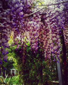 モンテパオーネにあるCubicula B&Bの紫色の花束