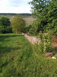 a field of grass with a fence and trees at Nummer 13 in Bernkastel-Kues