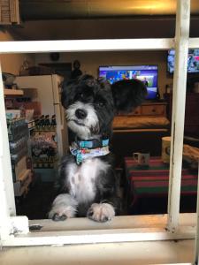 a small black and white dog sitting on a shelf at Villa Brasil Motel in Los Angeles