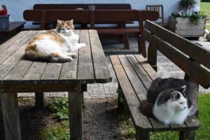 Ospiti di Ferienwohnung Grubinger con animali domestici