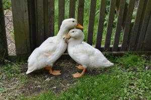 Altri animali domestici presso l'appartamento o nei dintorni