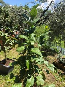 A garden outside B&B Puccini