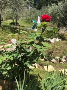 A garden outside B&B Puccini