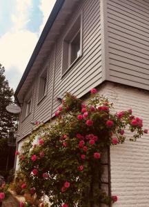 ニデッケンにあるLandhaus Thomeのピンクのバラが横に並ぶ家
