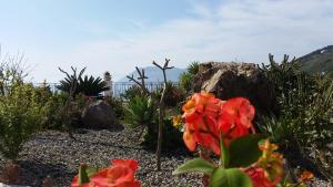 een tuin met rode bloemen en een rots bij B&B Villa Maristella in Lipari