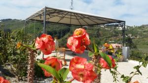 eine Gruppe roter Blumen vor einem Pavillon in der Unterkunft B&B Villa Maristella in Lipari