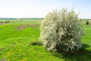 a tree in the middle of a green field at White camomile condo in Šventoji
