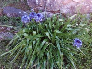 Um jardim em Posada Montero de la Concha