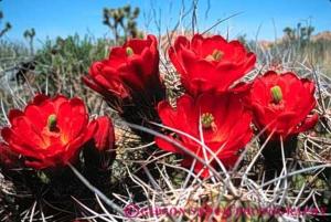 Fotografie z fotogalerie ubytování 9 Palms Inn v destinaci Twentynine Palms