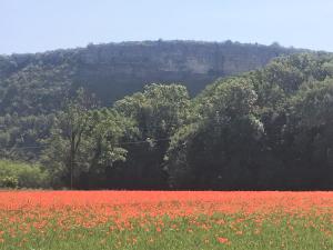 a field of red flowers in front of a mountain at Les mobil-homes du Moulinage in Montréal +11 photos
