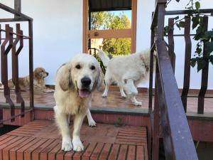 Domácí mazlíčci ubytovaní s hosty v ubytování b&b Casa di Antonio_Etna Vacanze