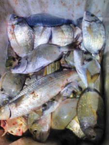 Afbeelding uit fotogalerij van B&B Dal Pescatore in Fažana