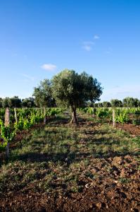 Zahrada ubytování Ryad de Vignes " Le Val d'Argan "