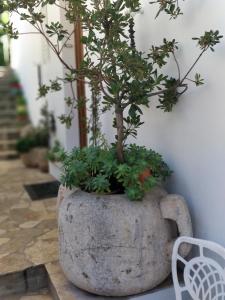 Una gran olla de piedra con un árbol. en Adriatic Apartments en Dubrovnik