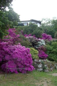 Casale Corte CerroにあるB&B Al Mutpronの紫色の花と石壁の庭園