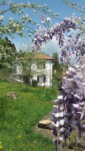 un arbre aux fleurs violettes devant une maison dans l'établissement B&B Al Mutpron, à Casale Corte Cerro