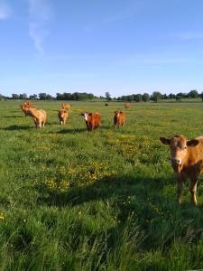 a herd of cows standing in a field of grass at Ferienhaus Segebrecht in Zirchow