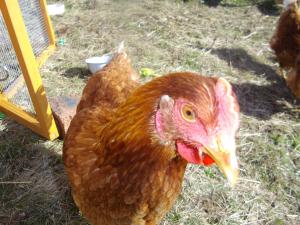 Ein braunes Huhn steht im Gras in der Unterkunft The Cosy Cabin in Portree