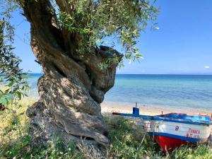 a boat sitting on the beach next to a tree at Byblos Luxury Villa in Prinos
