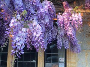 une couronne de fleurs violettes suspendue au-dessus d'une fenêtre dans l'établissement The Grange, à North Cadbury