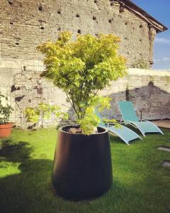 a plant in a large black pot on the grass at Chemin des Ormeaux in Ennezat