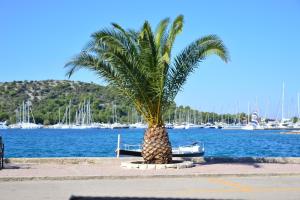 a palm tree sitting next to a body of water at Rogoznica Apartment in Rogoznica