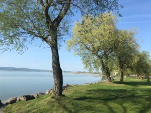 a group of trees on the shore of a lake at Balatonszemes small House in Balatonszemes
