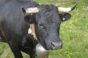 Zvířata v chaty nebo okolí