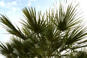 Fotografie z fotogalerie ubytování B&B Villa Garden v destinaci Bisceglie