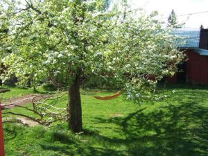 アルビカにあるHaga Gård Arvikaの庭の木