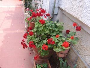 A garden outside Appartamento Vivaldi