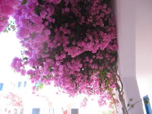 Vrt ispred objekta Boutique Hotel Tilos Mare