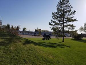 a tree in a field with a cow in the grass at Melsask Motel in Melville