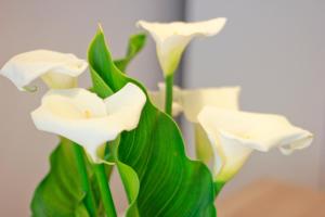 Imagen de la galería de Es Badiu, en Alaior