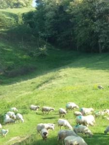um efectivo de ovinos a pastar num campo relvado em Casa Irina em Piatra Neamţ