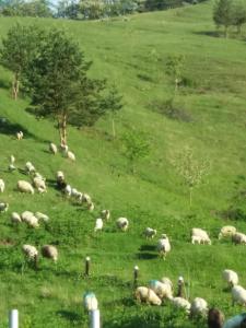 un troupeau d'ovins herbivores dans un champ vert dans l'établissement Casa Irina, à Piatra Neamţ
