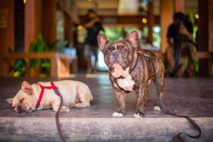 Un perro pequeño con correa, de pie sobre una mesa. en Flora I Talay, en Ko Chang
