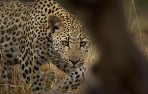 um leopardo está de pé na relva alta em Klaserie Drift em Klaserie Private Nature Reserve
