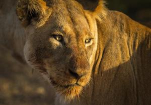 een close-up van een leeuw die naar de camera kijkt bij Klaserie Drift in privé-wildreservaat Klaserie
