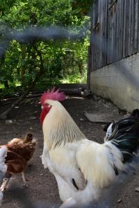 Altri animali domestici presso l'appartamento o nei dintorni