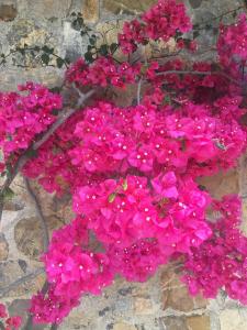 A garden outside Villa Ludoniccò