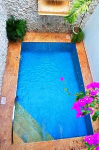 - une piscine avec des plantes et des fleurs dans l'établissement Casa Del Curato, à Carthagène des Indes