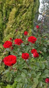 a group of red roses growing on a wall at Hotel Rural San Pelayo in San Pelayo
