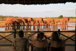 Un groupe de gens qui regardent un troupeau d'éléphants dans l'établissement Voi Wildlife Lodge, à Voi