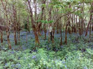 Un paisaje natural cerca of the bed and breakfast