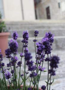 A garden outside B&B Al Gravattone