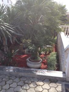 a garden with palm trees in a large pot at Apartmans Nadin in Umag