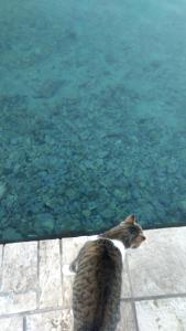 Afbeelding uit fotogalerij van Villa Katić in Korčula +43 foto's