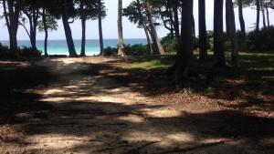 a dirt road with palm trees and the ocean at The Barefoot At Havelock in Havelock Island