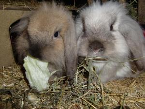 Altri animali domestici presso l'appartamento o nei dintorni
